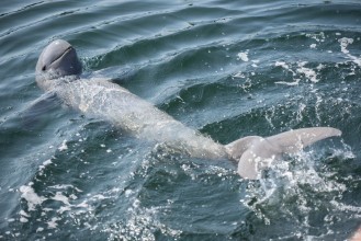 Picture of Dolphin frequency
