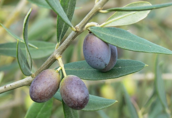 Picture of Olve Olea europaea