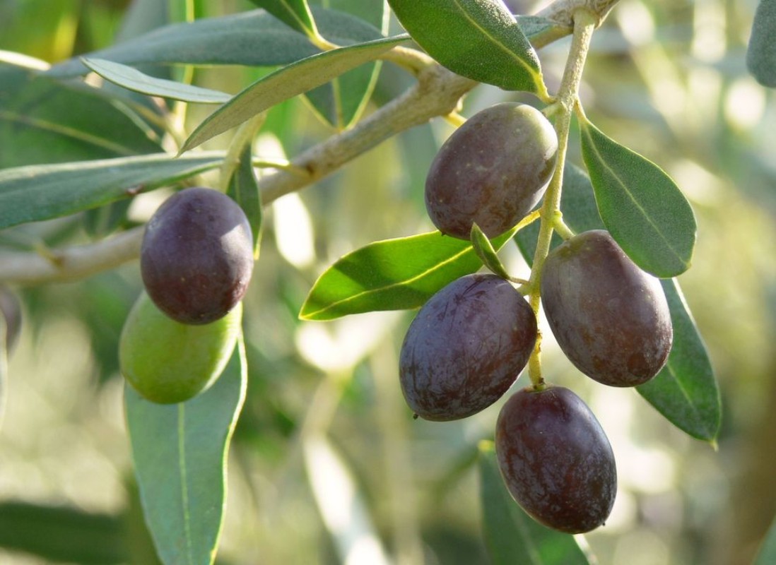 Afbeeldingen van Olive Olea europaea