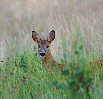 Afbeeldingen van Undrande rdjur