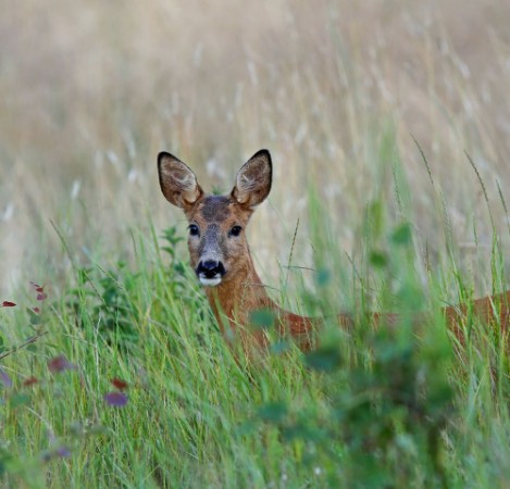 Image de Undrande rdjur