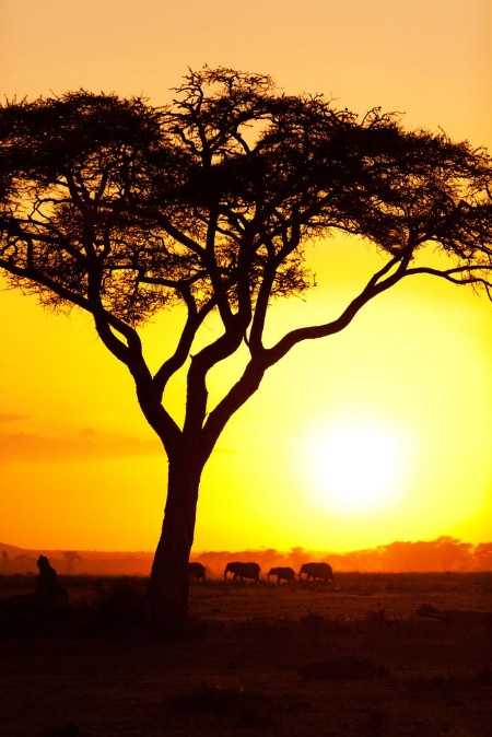 Image de African sunset