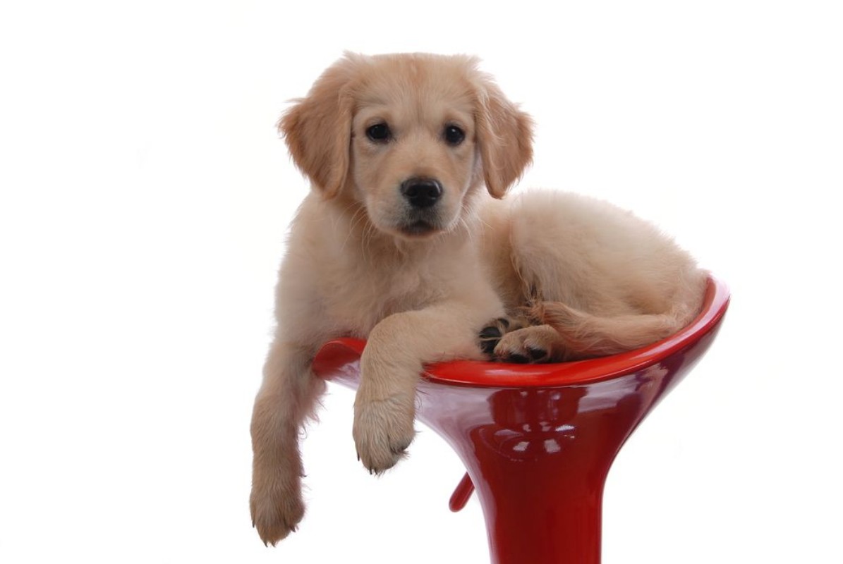 Picture of Hund Dog Doggy Golden Retriver Welpe