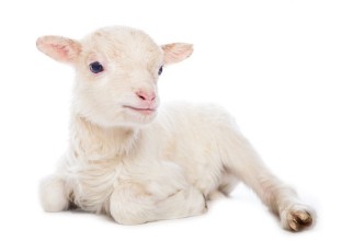 Imagem de Lamb sitting