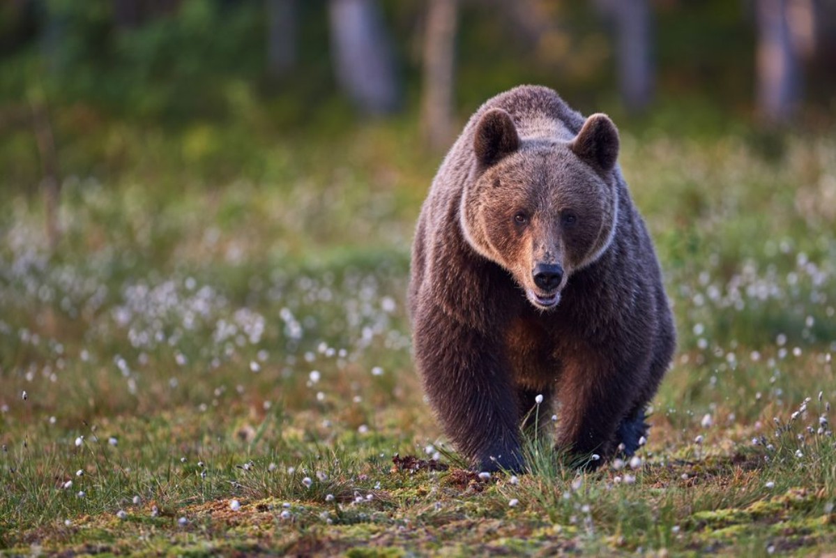 Bild på Brown bear frontally
