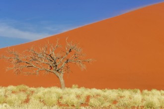 Picture of Dunes of Namib desert Namibia South Africa