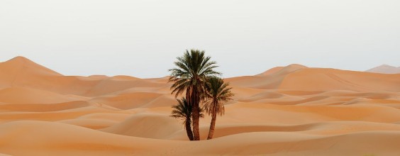 Picture of Paradise Palms
