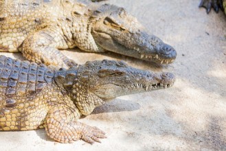Picture of Crocodiles in a farm