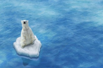 Image de Ours Blanc  Fonte des glaces