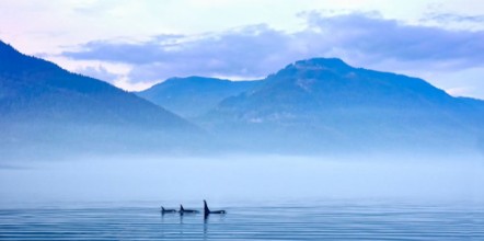 Picture of Schwertwale in Landschaft Killerwal bzw Orca Orcinus orca