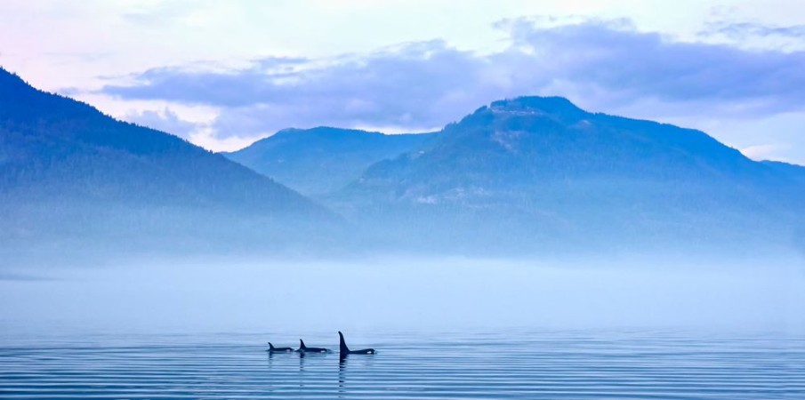 Image de Schwertwale in Landschaft Killerwal bzw Orca Orcinus orca