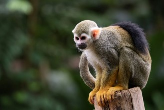 Image de Squirrel Monkey on Stump