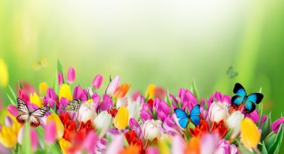 Picture of Beautiful bouquet of tulips