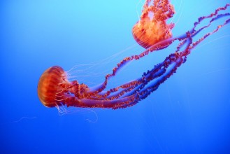 Bild von Orange jellyfish