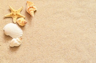 Obrázek Seashells on sand