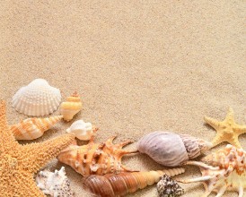 Bild von Beach summer Seahells and sand