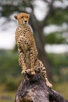 Obrázok z Cheetah on the tree