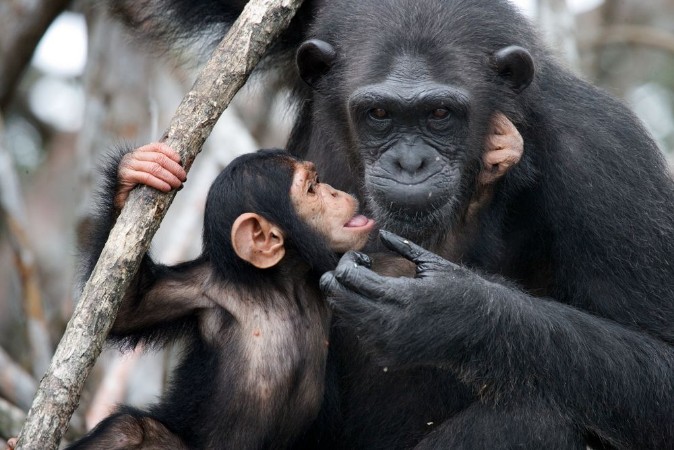 Picture of Baby and mother Chimpanze