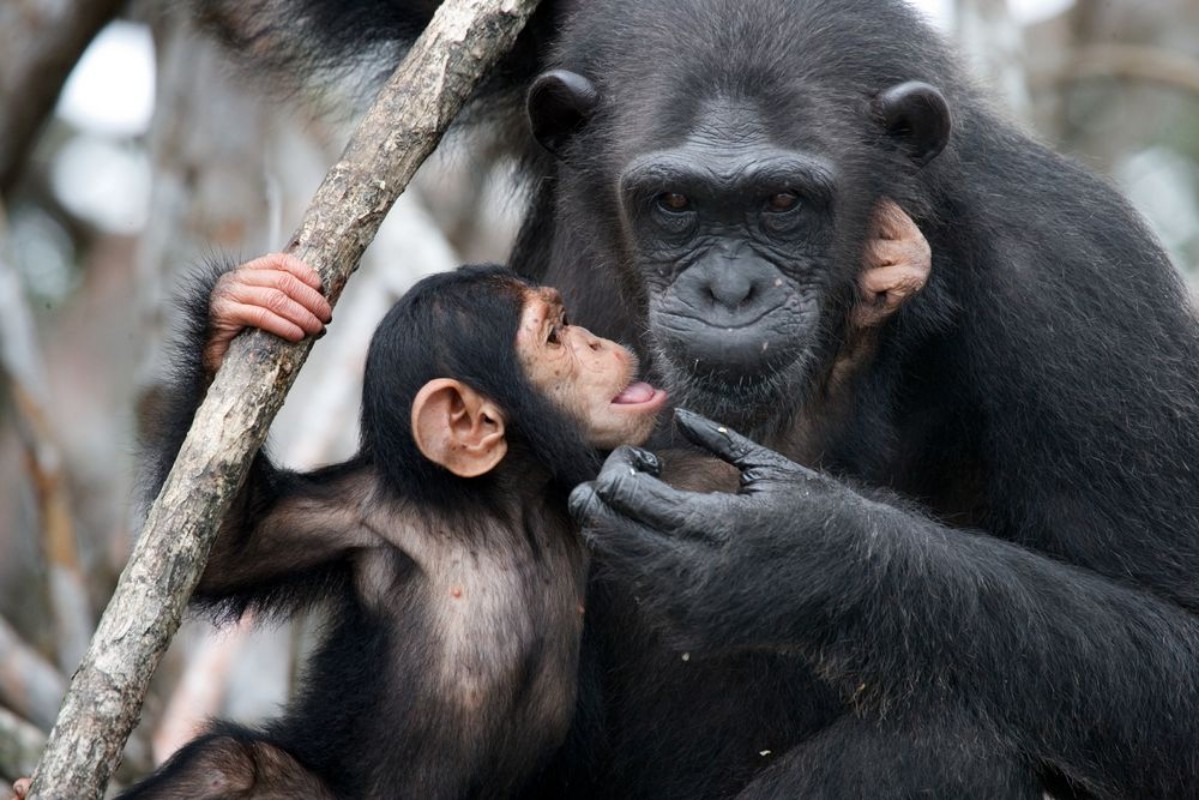 Picture of Baby and mother Chimpanze