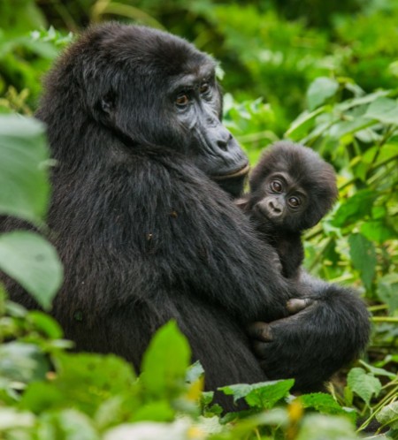 Image de A female mountain gorilla with baby