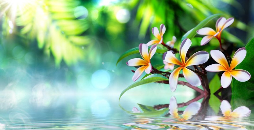 Zen garden with frangipani and vapour on water photowallpaper Scandiwall