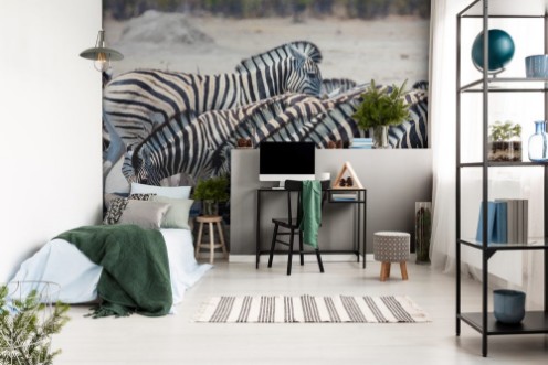 Picture of Herd Damara zebra  at waterhole