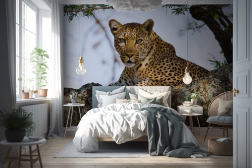 Afbeeldingen van Leopard on the Tree