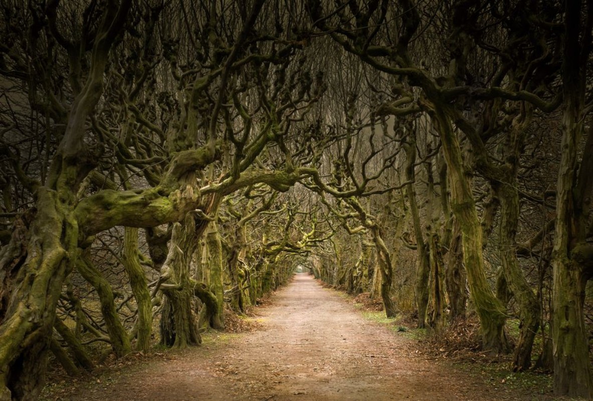 Picture of Mystische Allee mit knorrigen Bumen im Dmmerlicht