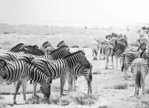 Afbeeldingen van Zebra