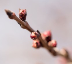 Kép Flower bud on a tree