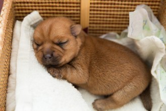 Bild von Newborn puppy