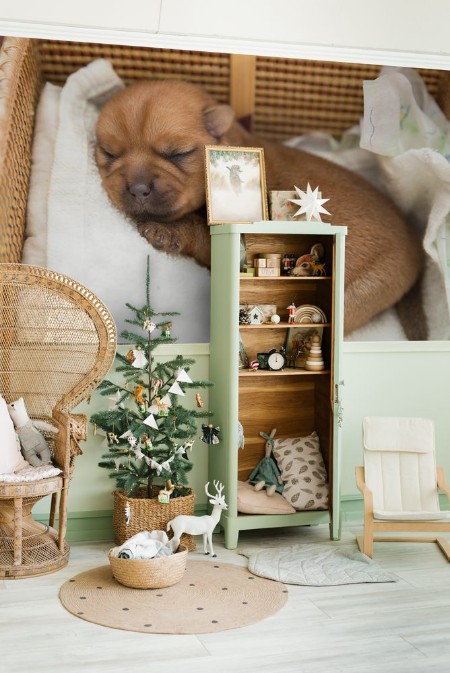 Afbeeldingen van Newborn puppy