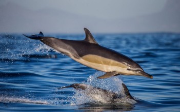 Obrázek Dolphins in flight