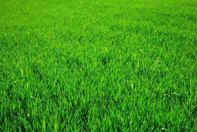 Picture of Grass texture