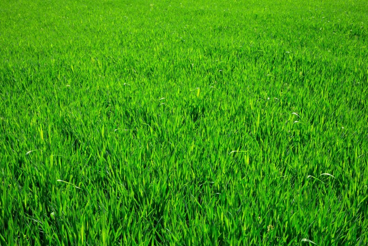 Image de Grass texture