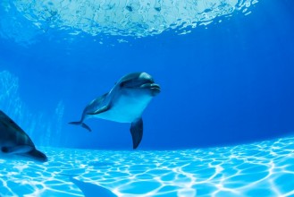Bild von Dolphins couple