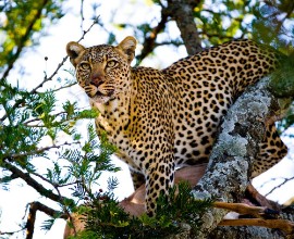 Pilt Leopard on the tree Tanzania Serengeti