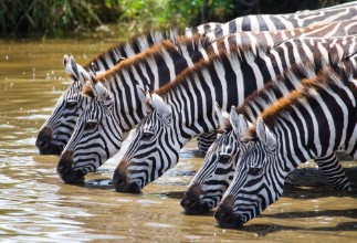 Bild von Zebras drinking water Tanzania