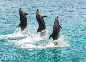 Afbeeldingen van Bottlenose dolphins