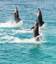 Bild von Bottlenose dolphins II