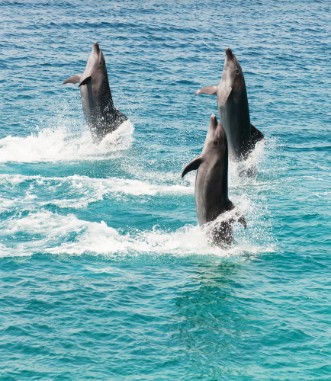 Bottlenose dolphins photowallpaper Scandiwall