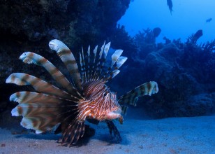 Εικόνα της Lion fish