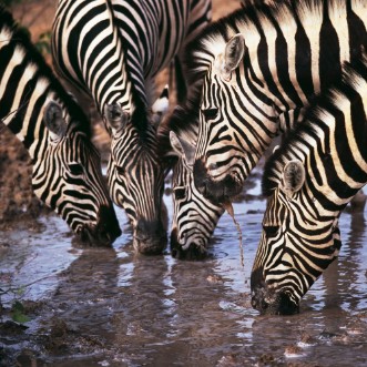 Picture of Zebra