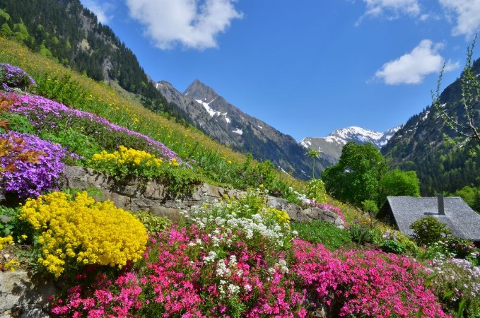 Picture of Blumen und Flora im Gebirge