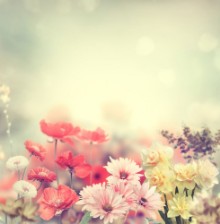 Image de Colorful Flowers