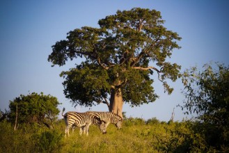 Bild von Zebras in Botswana 