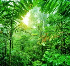 Obrázok z Fresh green rainforest