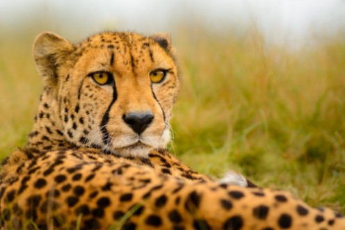 Picture of Cheetah Acinonyx jubatus staring at the camera