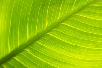 Kép Leaf texture