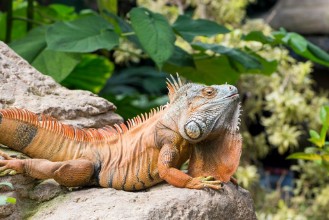 Obrazek Large iguana